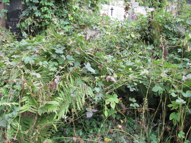 Grób Stanisław Lange