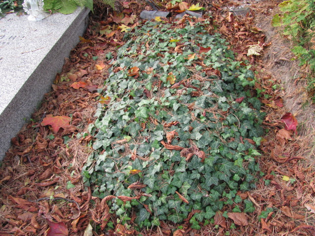 Grób Helena Skarżyńska